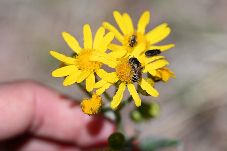 A sweat bee, a beetle, and another bee feeding on small yellow flowers held in a hand.