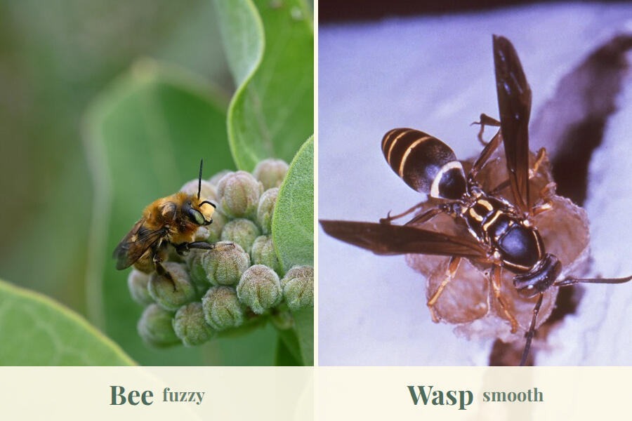 My Pollinator Pal Side by side: a fuzzy bee on milkweed buds, and a smooth, slender wasp on its nest.