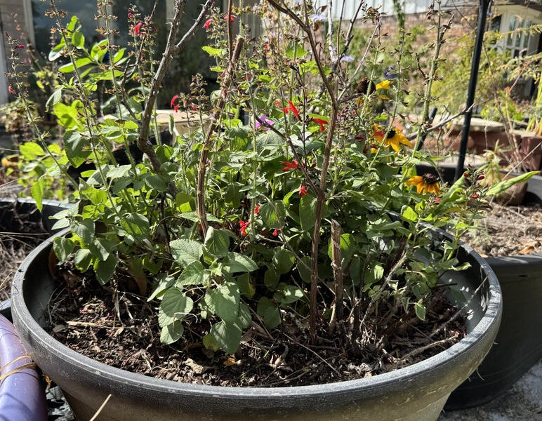 A large pot with red salvia, black-eyed Susan, standing stems and bare soil.