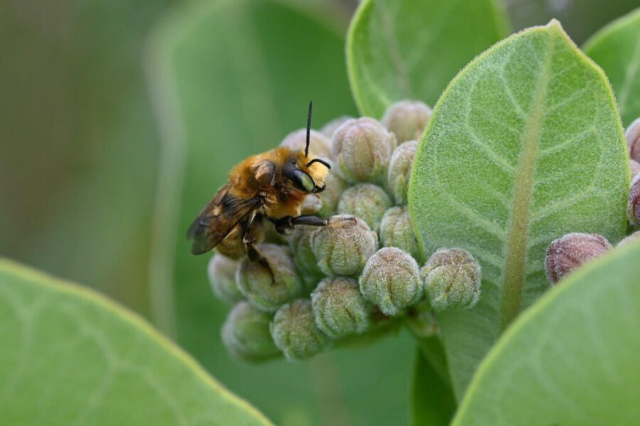 A fuzzy bee perched on green milkweed buds.